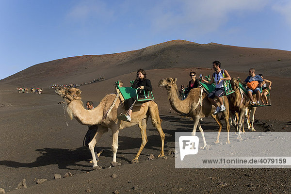 Tour on Dromedary Camels (Camelus dromedarius) through the Montanas del Fuego Mountains of the Timanfaya National Park  Lanzarote  Canary Islands  Spain  Europe