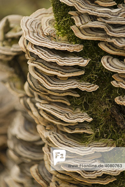 Schmetterlingstramete (Trametes versicolor)  Baumschwamm