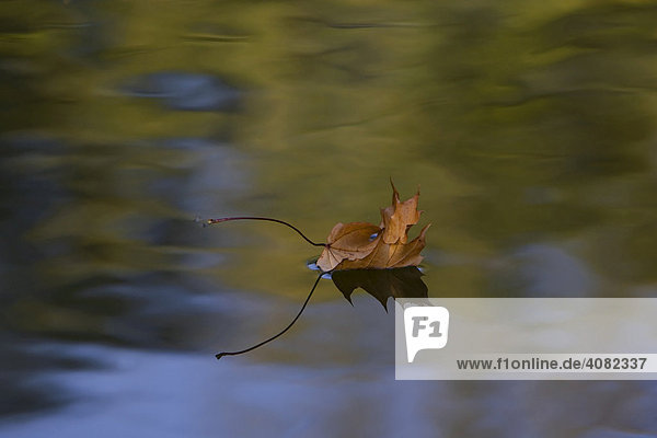 Herbstblatt auf dem Wasser