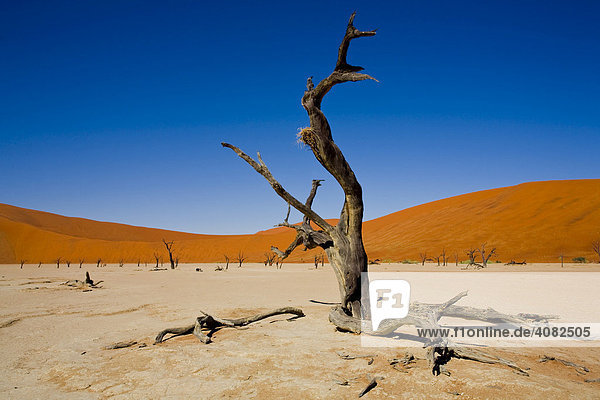 Ausgetrockneter Baum im Deadvlei  Namibia  Afrika