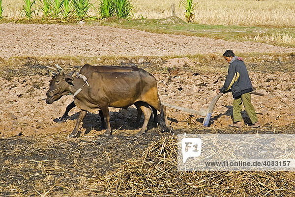 Farmer walking in a field behind oxen  Cambodia  Southeast Asia