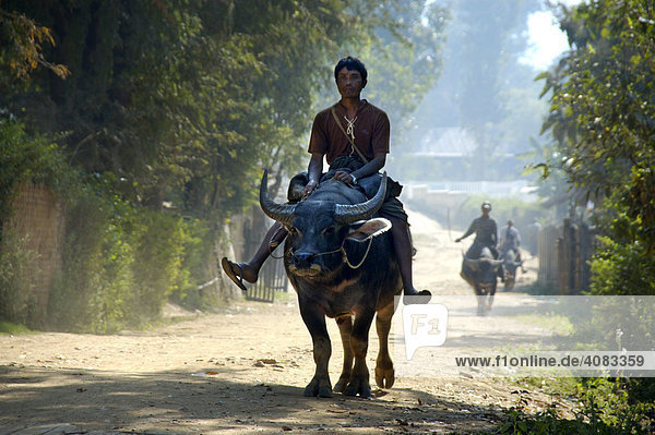Men riding on water buffalos Shan State Burma