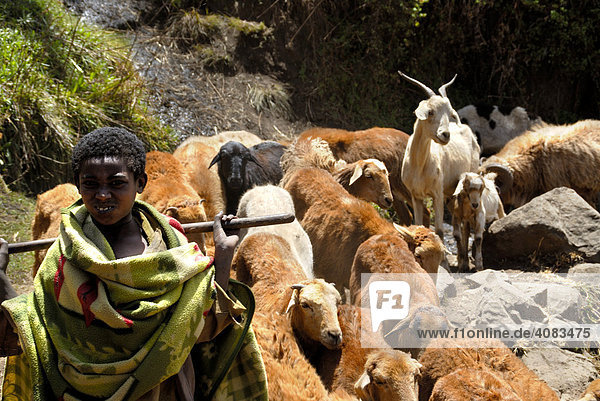 Young shepherd with a herd of goats in the Semien Mountains Ethiopia