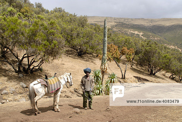 Mann mit Pferd im Wald aus Baumheide Erica arborea und Riesenlobelien Lobelia rhynchopetalum Semien Mountains Nationalpark Äthiopien