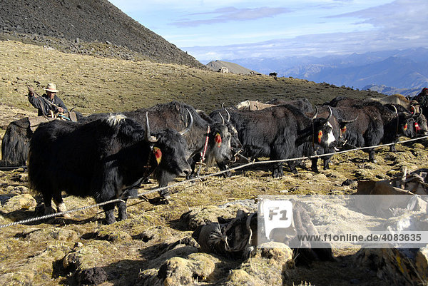 Yaks on a lead to get packed in camp below Shug-La Pass Tibet China