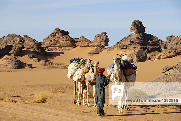 Tuareg führt Kamele durch felsige Wüste Akakus Libyen