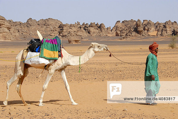 Tuareg führt weißes Kamel durch felsige Wüste Akakus Libyen