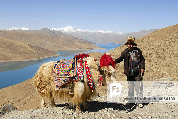 Mann mit geschmücktem Yak am Yamdrok Tso See Kamba La Paß Tibet China