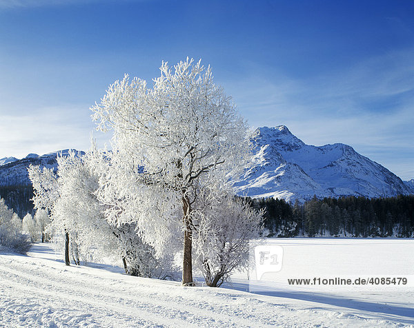Engadin Switzerland hoar frost in winter time