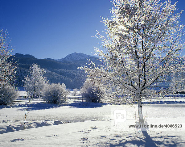 Winter time snow tree hoarfrost