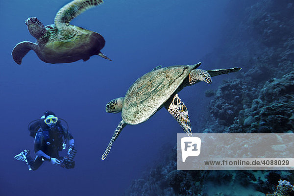 Grüne Meeresschildkröte (Chelonia Mydas) Rotes Meer  Ägypten (Composing)