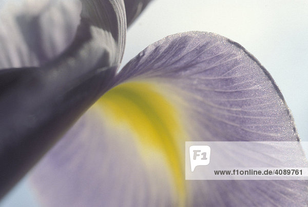 Iris sibirica Schwertlilie
