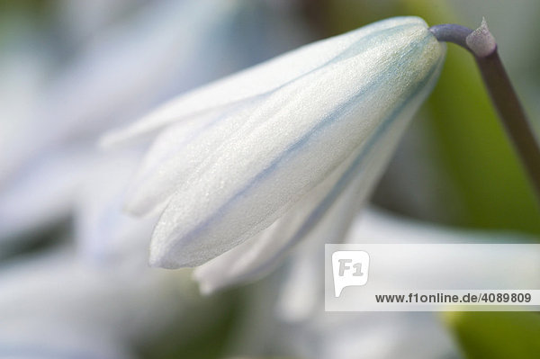 Blausternchen Scilla alba Blüte
