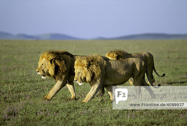 Drei im Gleichschritt gehende männliche Löwen im Morgenlicht ( Panthera leo ) - Masai Mara National Reservat - Kenia  Afrika