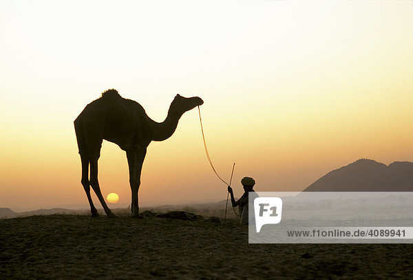 Silhouette eines Mannes mit Dromedar ( Camelus dromedarius ) bei Sonnenuntergang - Pushkarfest - Pushkar - Rajasthan - Indien