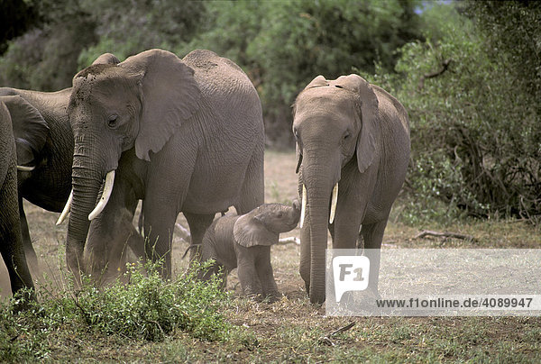 Elephants ( Loxodonta africana ) family with baby  Amboseli National Park  Kenya