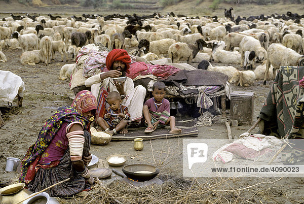 Marwa Nomaden Familie beim Essen mit Schafherde  Rajasthan  Indien