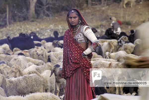 Marwa Nomadin zwischen Schafherde  Rajasthan  Indien
