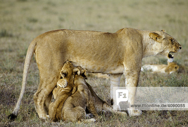 Löwin ( Panthera leo ) säugt zwei Junge   Masai Mara National Reserve  Kenia