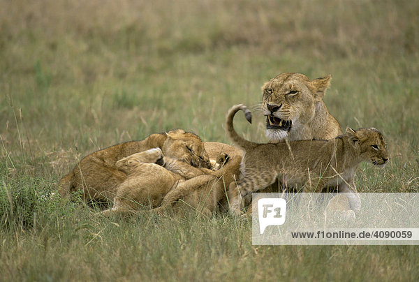 Löwin ( Panthera leo ) säugt Junge  Masai Mara National Reserve  Kenia