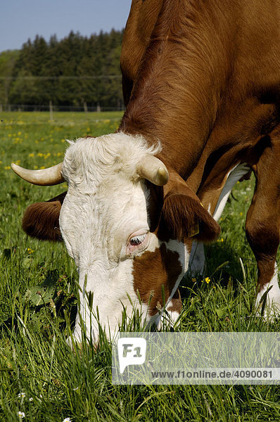 Cow grazing in pasture  Upper Bavaria  Bavaria  Germany  Europe