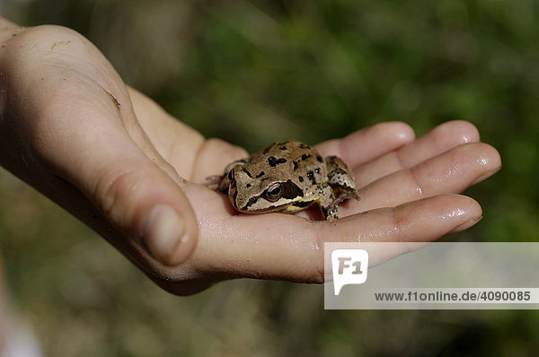 Common Water Frog or Edible Frog (Rana esculenta) in a child's hand