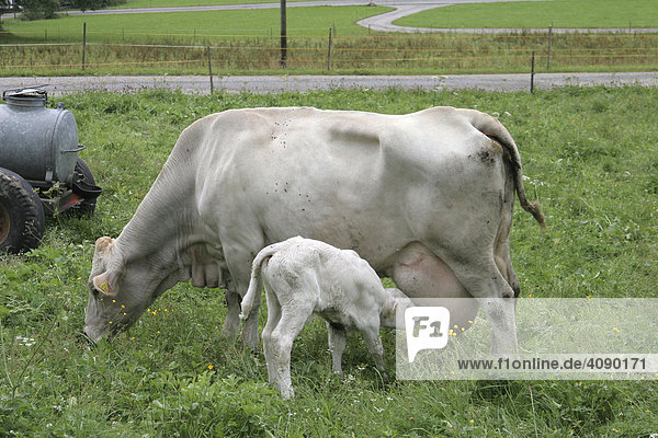 DEU  Hindelang  14.09.2005  Mutterkuhhaltung  Kalb bleibt nach der Geburt bei seiner Mutter  Bioland Betrieb