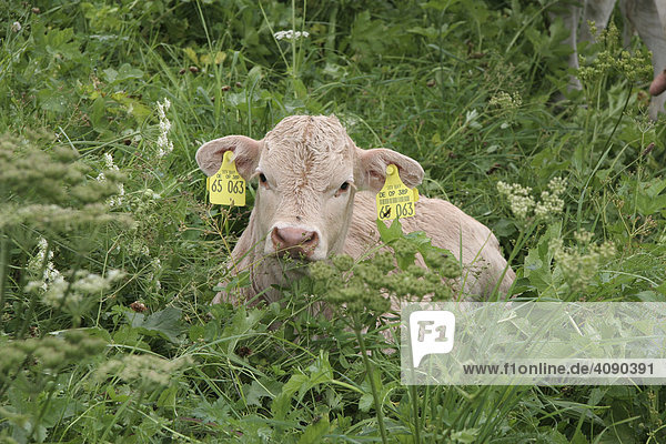 Kalb auf der Wiese  Mutterkuhhaltung  Kalb bleibt nach der Geburt bei seiner Mutter  Bioland Betrieb
