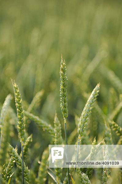Getreide  Weizen (Triticum spp.)