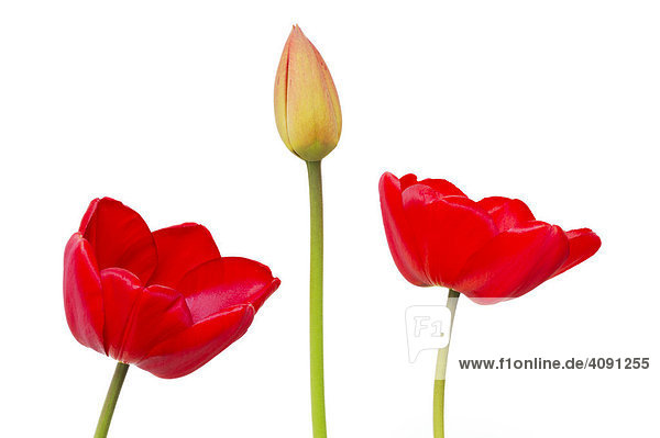 Rote Tulpen (Tulipa)