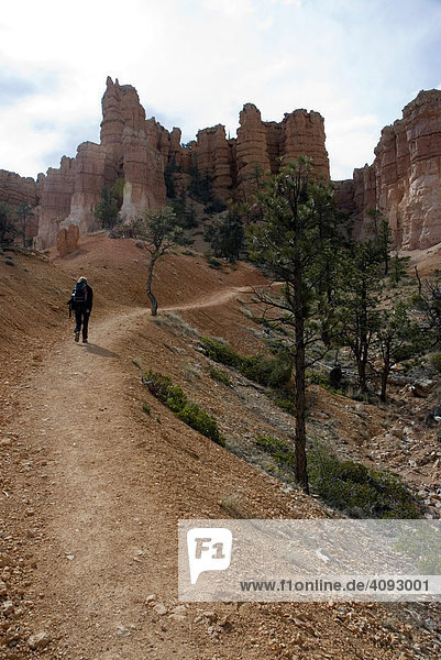 Hiker in the Bryce Canyon  Utah  USA
