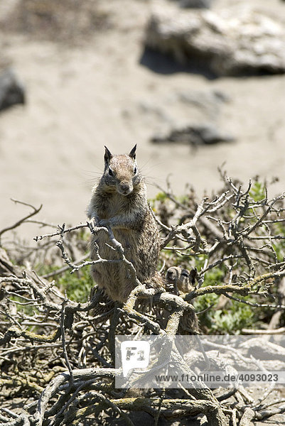 Backenhörnchen  Kalifornien  USA
