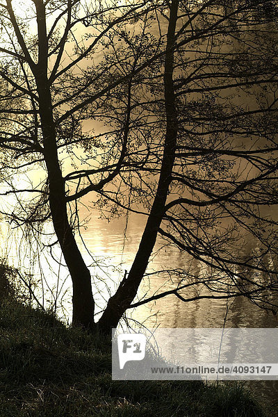 Baum am Flussufer im Nebel und Licht der goldenen Morgensonne