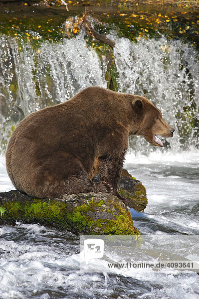 Braunbär (Ursus arctos) sitzt auf einem Fels vor dem Wasserfall und wartet auf den nächsten Lachs   Brooks River Katmai Nationalpark Alaska USA