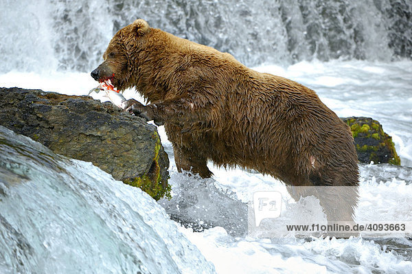 Alter männlicher Braunbär (Ursus arctos) benutzt einen Felsblock im Wasserfall für seine Lachsmahlzeit  Brooks River Brooks Falls Katmai Nationalpark Alaska  USA
