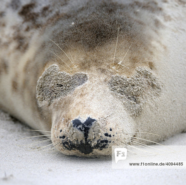 Grey Seal (Halichoerus grypus)  female  portrait after sandstorm