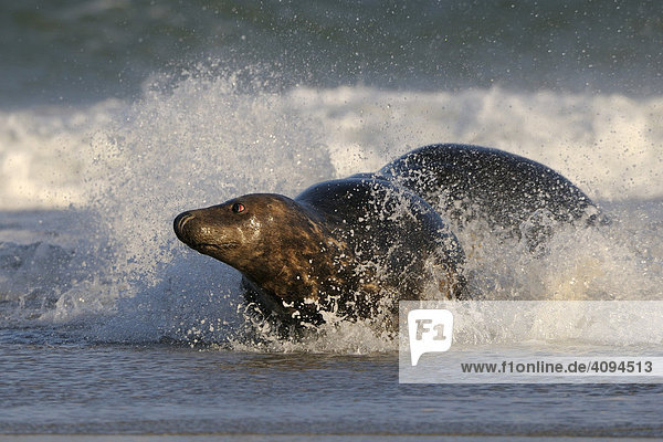 Grey Seal (Halichoerus grypus)  males  turf war