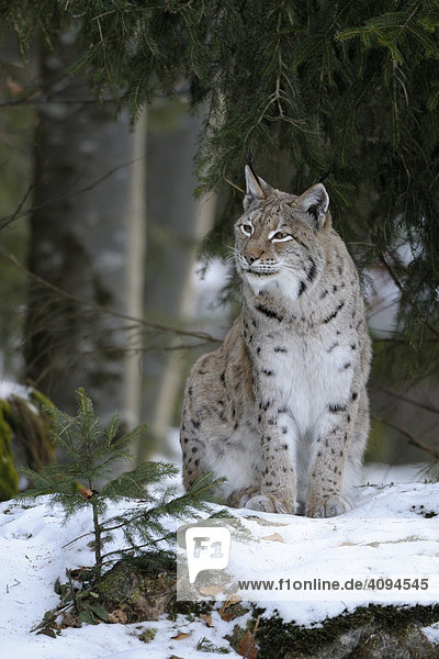 Eurasischer Luchs (Lynx lynx) Weibchen im Schnee  Bayerischer-Wald  Bayern  Deutschland