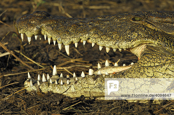 Nilkrokodil (Crocodylus niloticus)  beim Sonnenbad  Portrait  Chobe Nationalpark  Botswana  Afrika