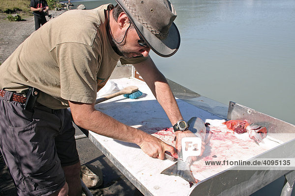 Mann filetiert einen Lachs am Chilkoot Fluß in Haines Alaska USA