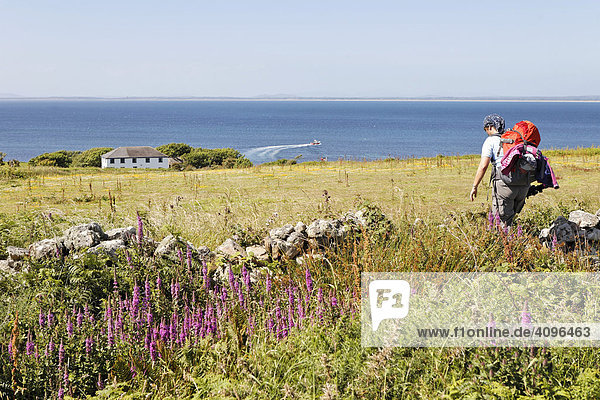 Wanderin strebt dem einzigen Haus auf der Insel zu  Saltee Inseln  Inseln  Wexford  Irland