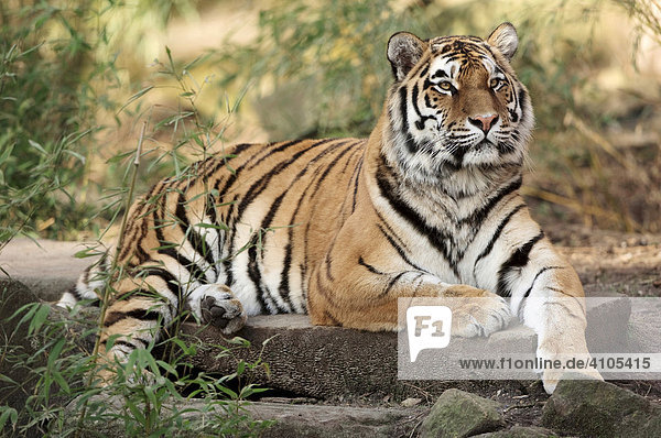 Sibirischer Tiger  Amurtiger (Panthera tigris altaica)