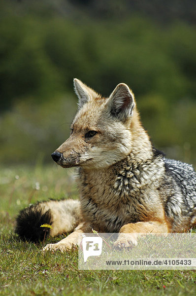 Patagonian Grey Fox (zorro gris chico  dusicyon griseus  lesser grey fox)  Torres del Paine National Park  Patagonia  Chile