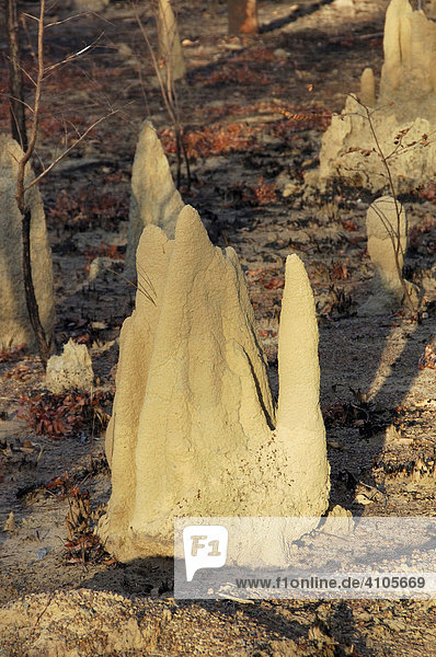 Termite mound after a light bush fire  Northern Territory  Australia