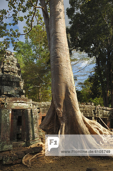 Massive roots growing on the ruins of Banteay Kdei temple  Angkor Wat  Cambodia