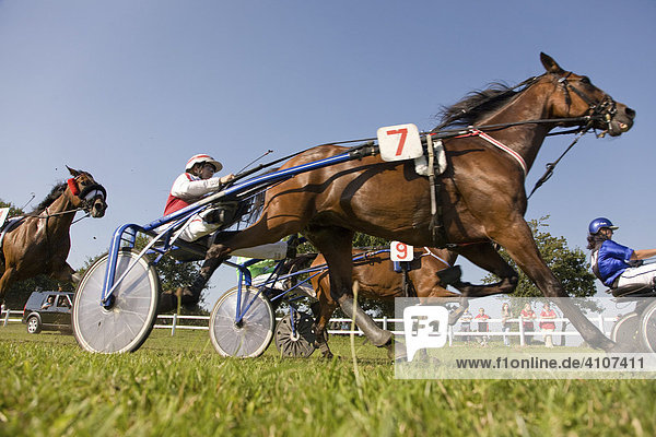 Harness racing  horse racing on a heath in Schleswig Holstein  Northern Germany