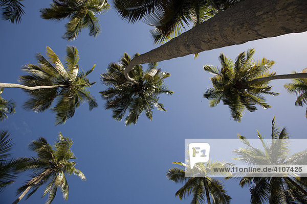 Froschperspektive  Kokospalmen (Cocos nucifera)  Playa Medina  Karibik  Sucre  Venezuela  Südamerika
