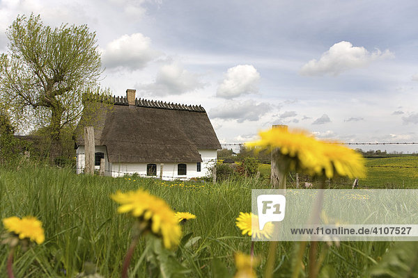 Vorbildlich restaurierte alte Reetdachkate auf dem Lande  Brodersby  Landschaft Angeln  Schleswig-Holstein  Deutschland  Europa
