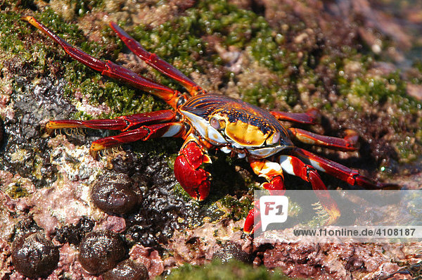 Red cliff crab  Floreana  Galapagos Island