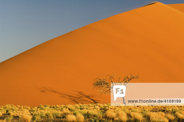 Dünenlandschaft im Sossusvlei bei Sonnenuntergang  Namibia  Afrika